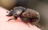 Onthophagus similis